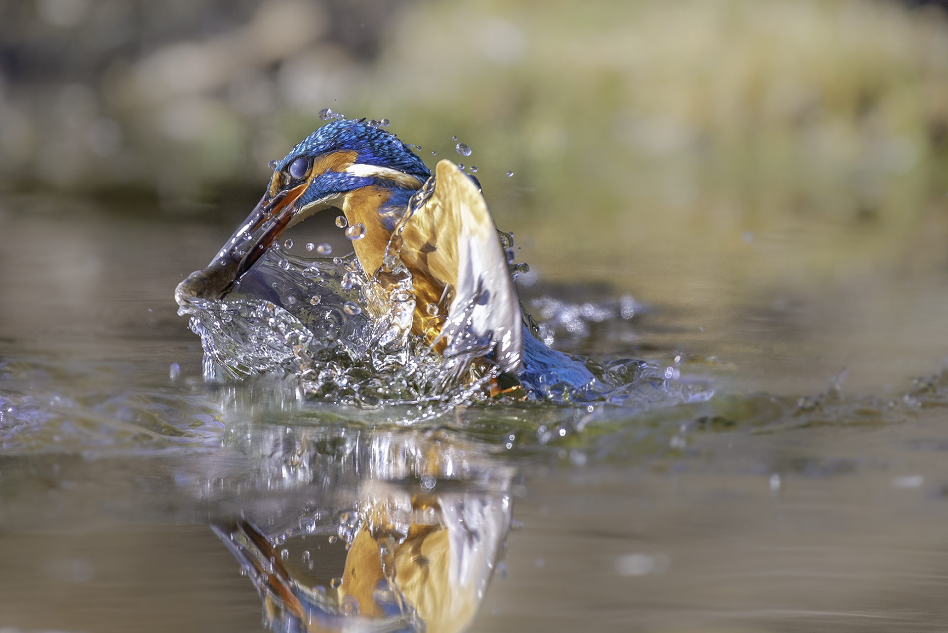 Martin Pescatore con pesce nel becco